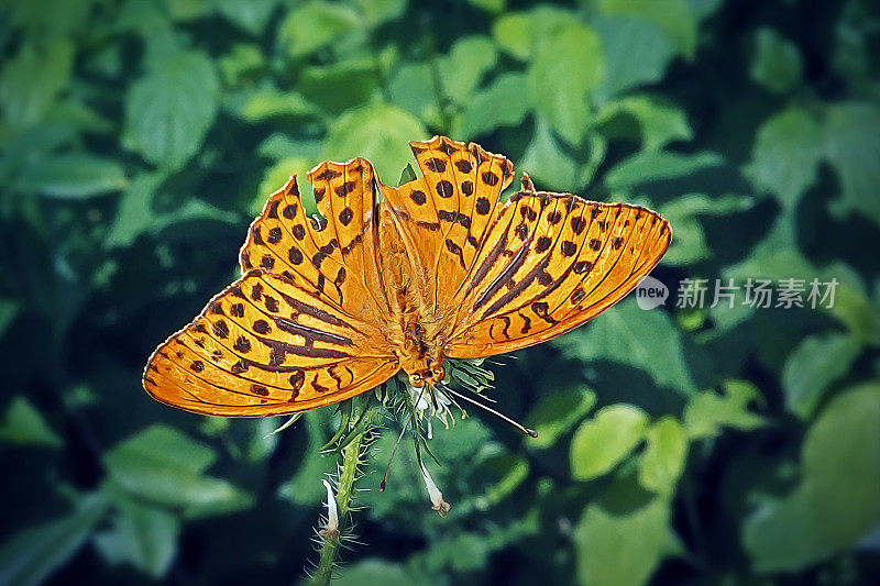 银贝母蝴蝶昆虫