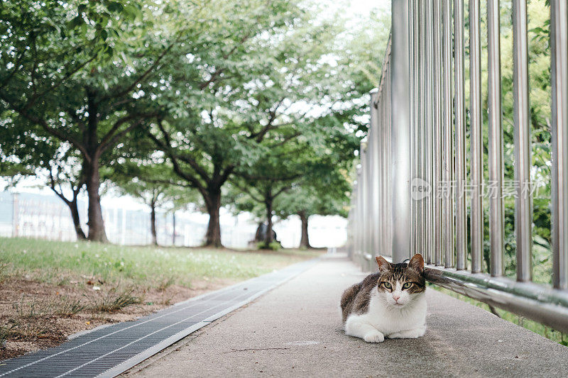 猫靠在栅栏上