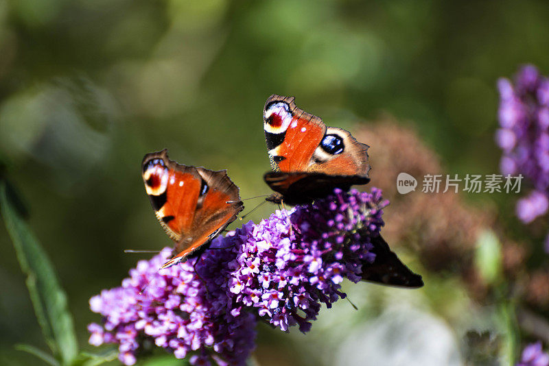 孔雀蝴蝶在菩提植物-库存照片