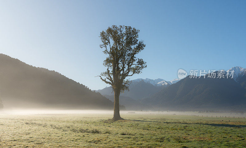 Kahikatea树和南阿尔卑斯山