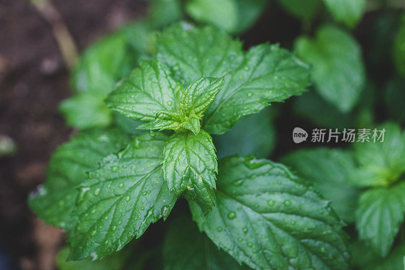 从薄荷植物的叶子顶部往下看。