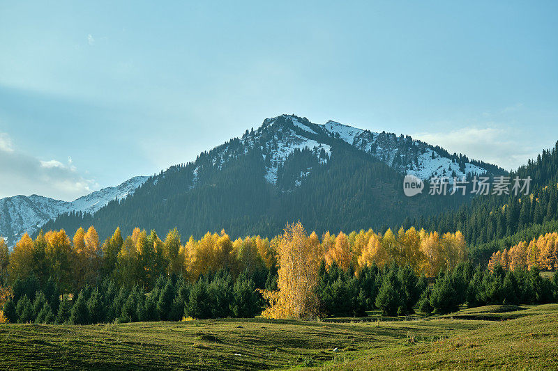 山被云杉林覆盖，背景是白雪皑皑的山峰