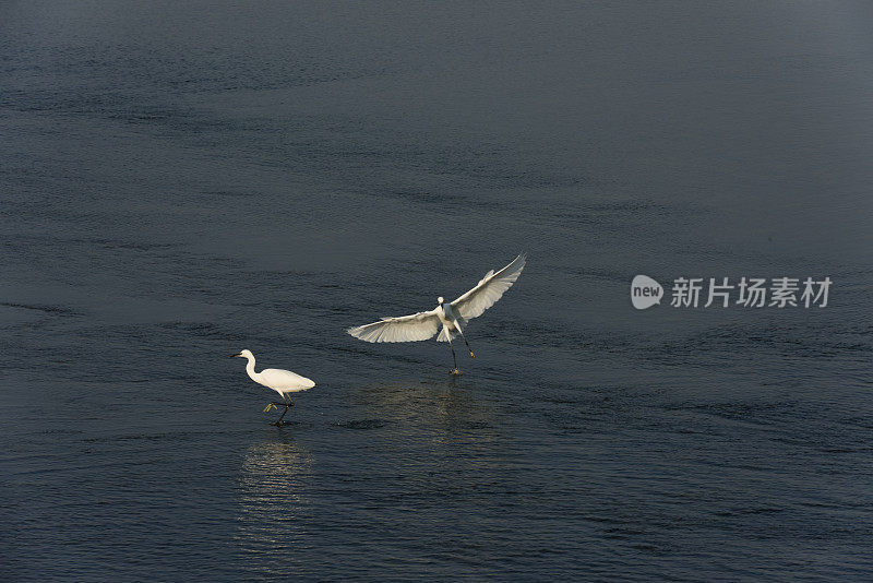 湿地苍鹭在夕阳下觅食