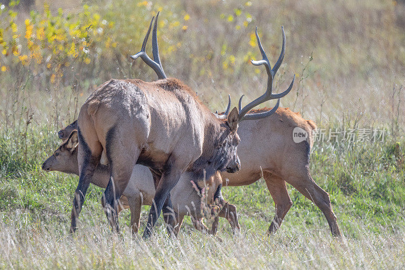 在北美西部的美国蒙大拿州北部，公麋鹿在鸣笛和放牧麋鹿牛
