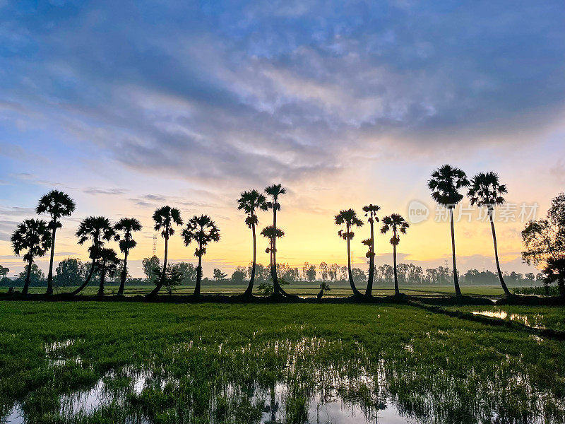 日出在棕榈树上，越南安江省