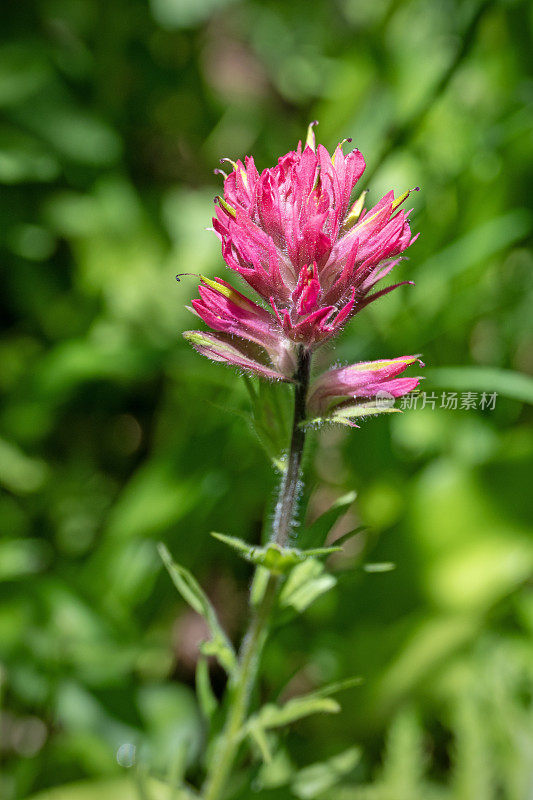 紫红色山画笔花，小花木