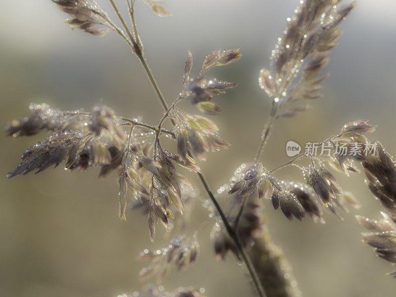 穆迪抽象草与露的背景