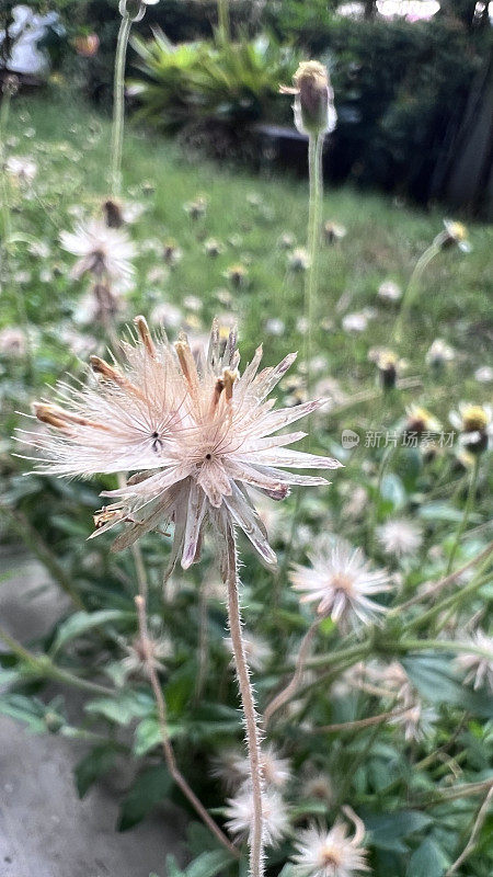 白色的雏菊正在凋谢，花瓣落在地上