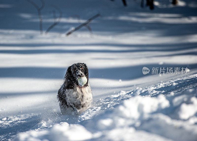 野外繁殖的英国可卡犬