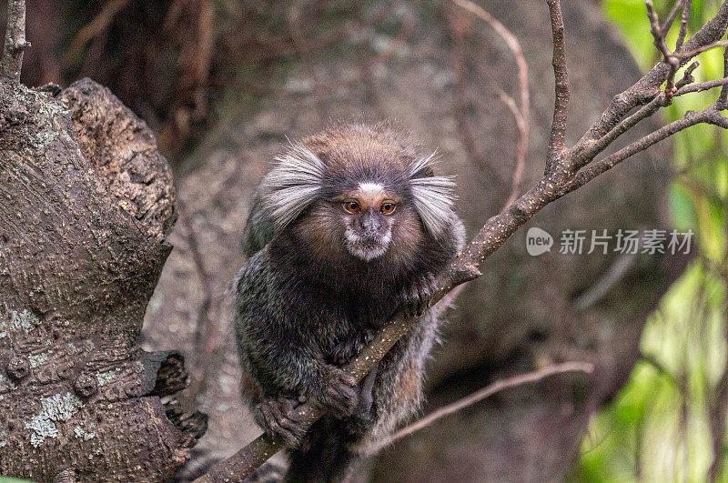 南美洲巴西里约热内卢蒂茹卡国家公园的野生白绒狨猴