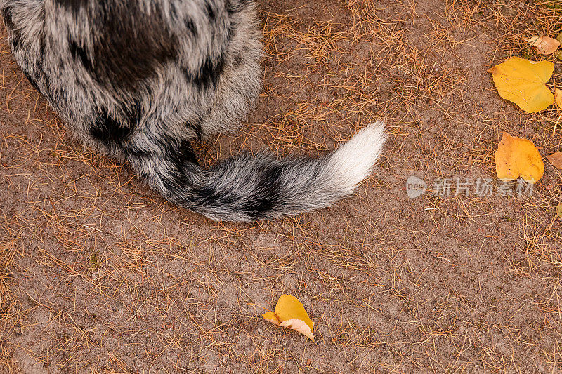 狗尾巴靠近落叶。秋天的季节