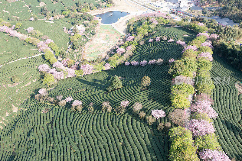 樱桃有机茶山鸟瞰图