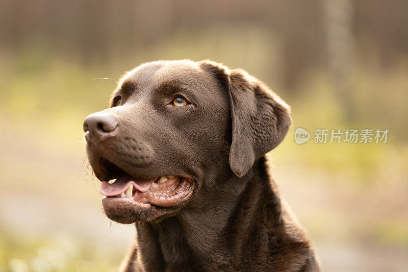 棕色拉布拉多猎犬在阳光明媚的日子里的户外肖像