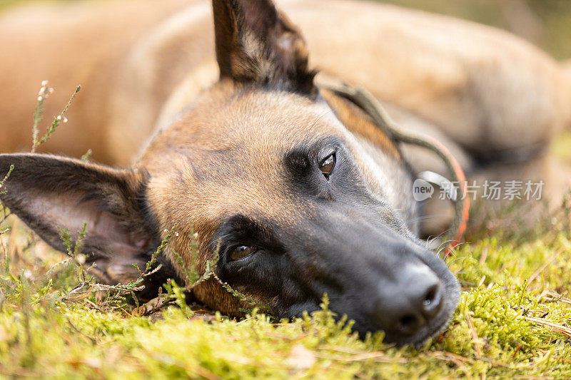 比利时牧羊犬玛利诺犬躺在森林苔藓上休息