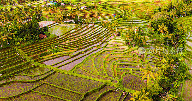 巴厘岛风景如画的绿色梯田。