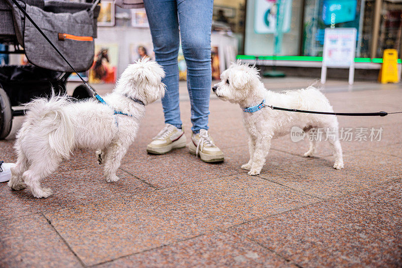 两只马尔济斯犬在城市里互相看着对方