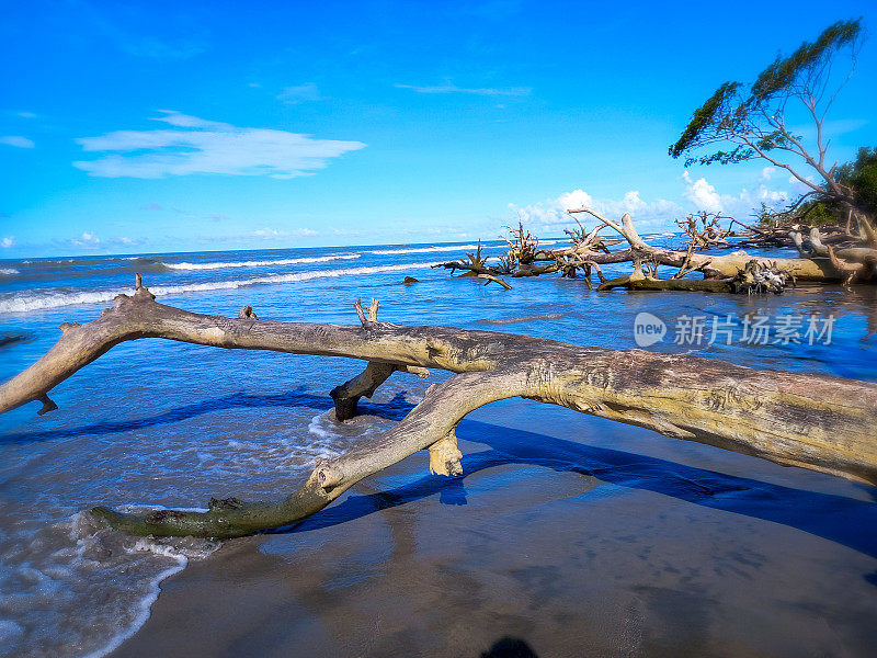 夏天海边的沙滩上，倒下的干树。