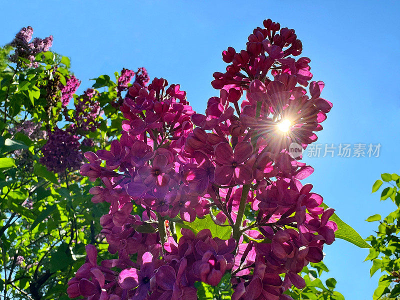 阳光透过丁香花，绽放出紫红色的花朵。