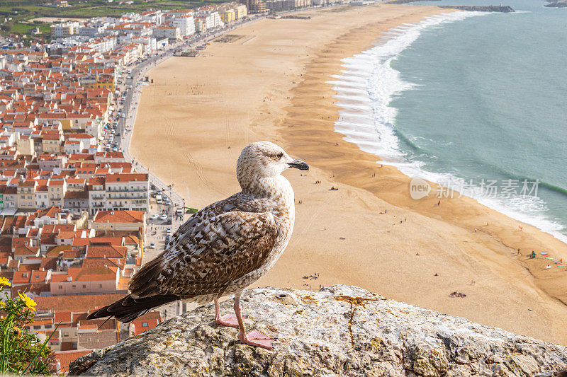 在葡萄牙纳扎里奥镇，一只黄腿海鸥在鸟瞰大海