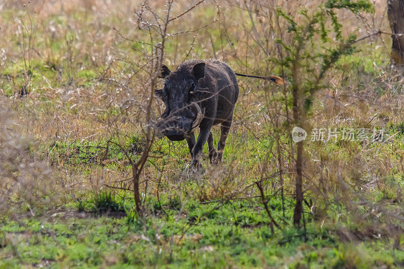 坦桑尼亚塞伦盖蒂国家公园的普通疣猪(非洲疣猪)。野生动物的照片