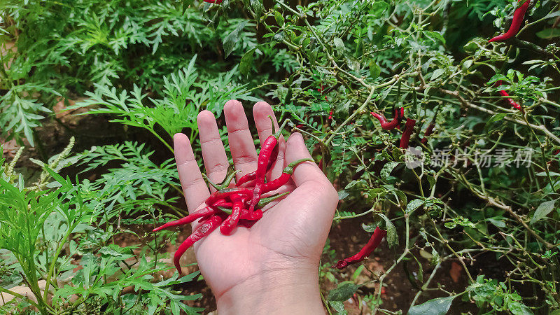 选择的焦点，郁郁葱葱的辣椒植物与大量的水果。辣椒或辣椒是辣椒属植物。植物上成熟的红辣椒。成熟和未成熟的辣椒果实挂在树上