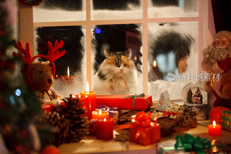 猫透过窗户看圣诞节礼物