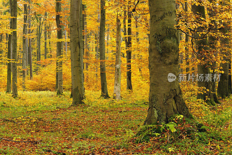 秋天的山毛榉树林