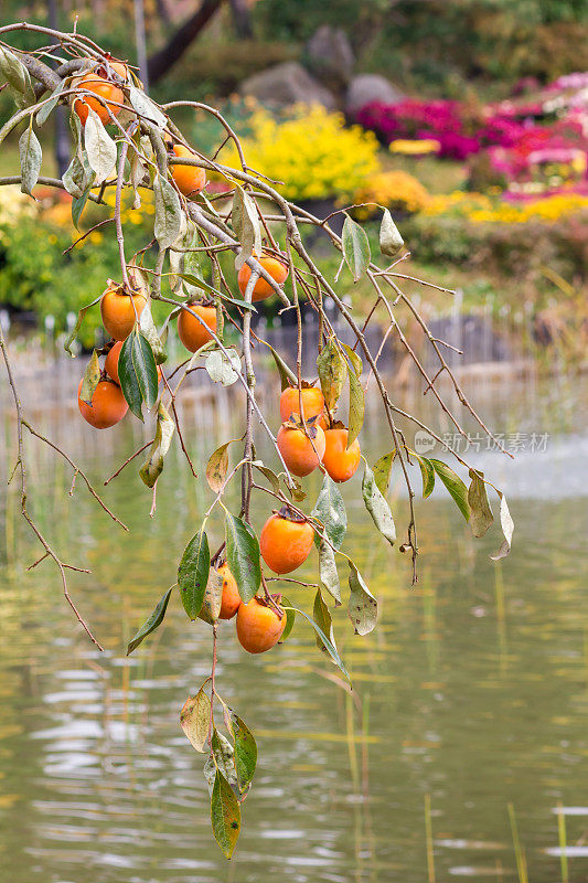 韩国公园里的柿子树，果实成熟