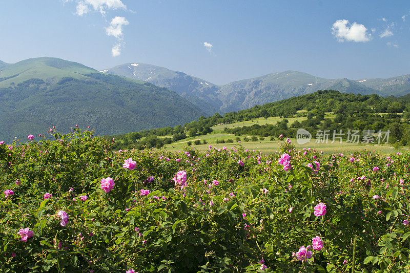 田野的野生粉红玫瑰在山野的绿色风景