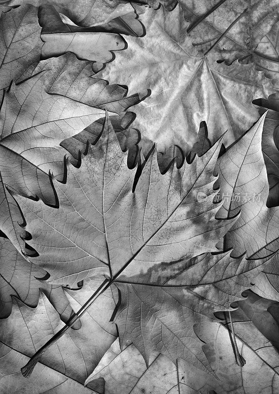 干燥的枫叶孤立在灰色的秋天树叶背景