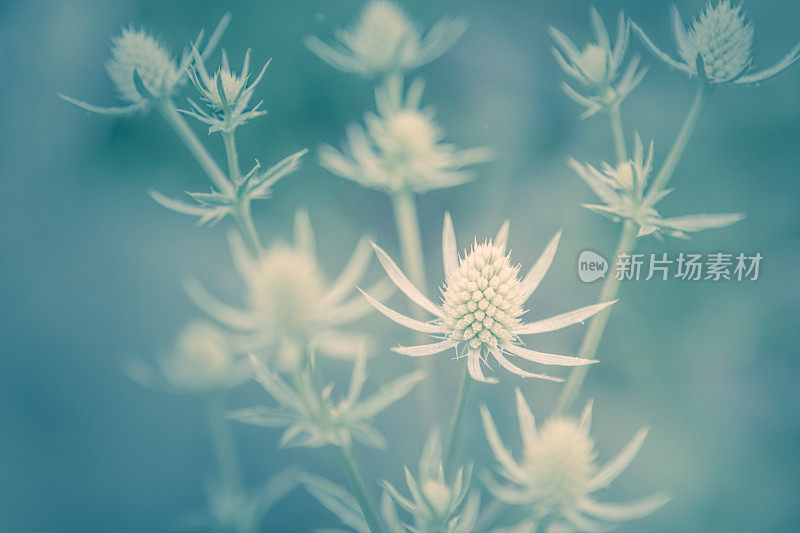 刺花植物-海冬青生长在夏季花园