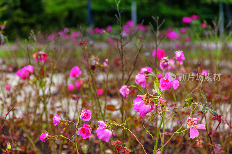 奥斯陆弗洛格纳公园夏日末的玫瑰