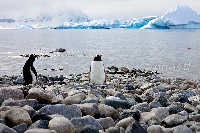 企鹅和冰山，南极洲