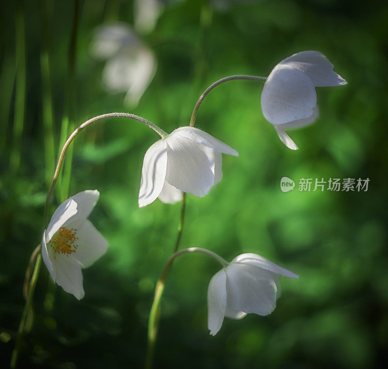 花白色的海葵