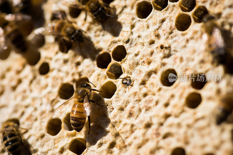 从蜂巢中孵化的蜜蜂