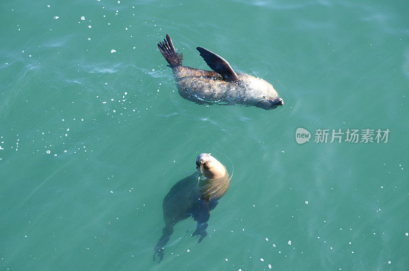 圣克鲁斯附近蒙特利湾顽皮的海狮