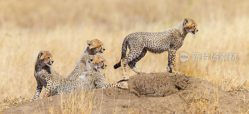 非洲坦桑尼亚塞伦盖蒂国家公园，猎豹幼崽