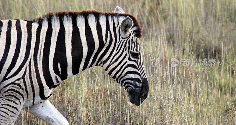 纳米比亚:埃托沙国家公园的斑马