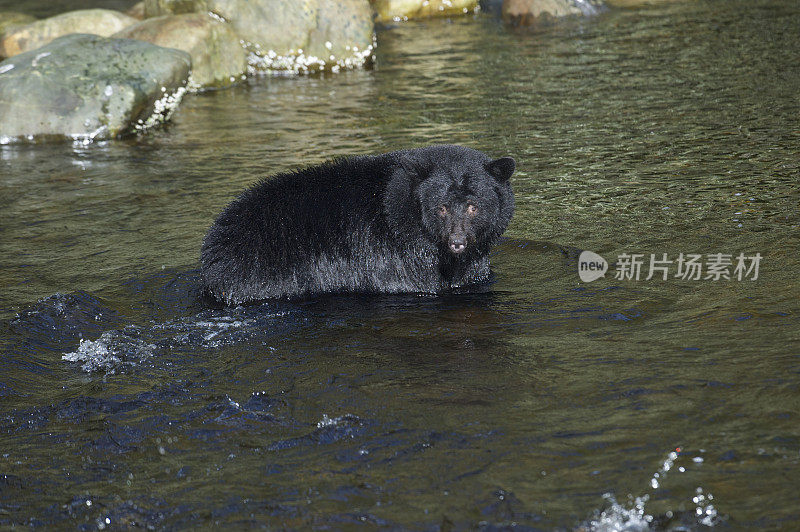 黑熊过河