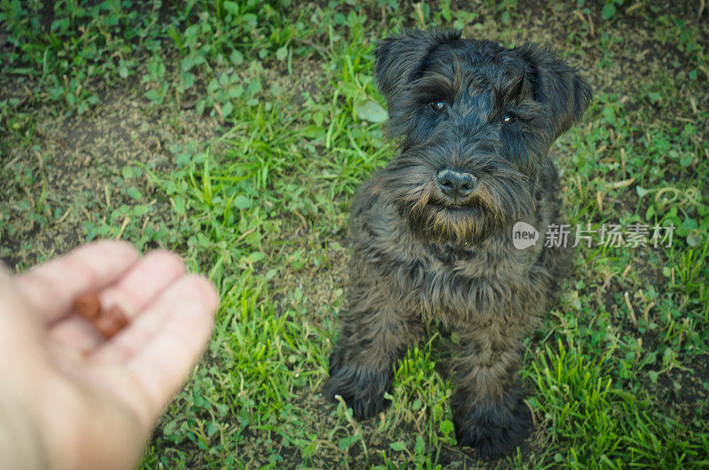 狗在看零食