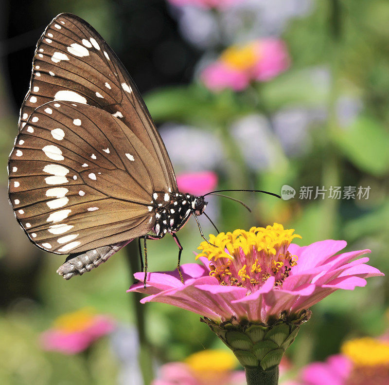 蝴蝶在非洲菊