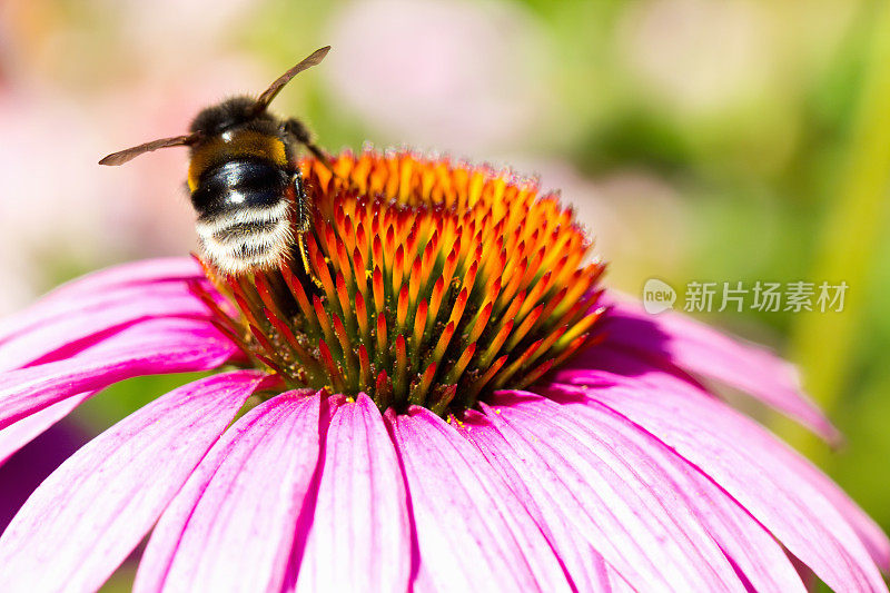 蜜蜂在花紫锥菊上