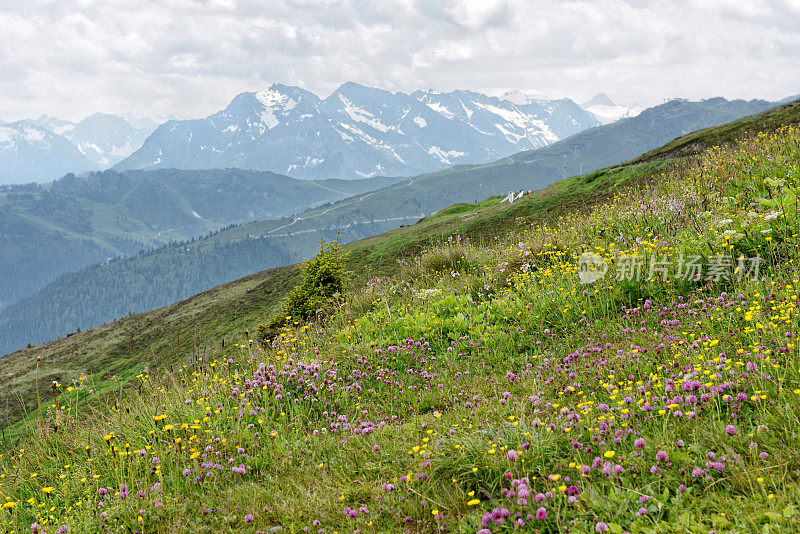 齐勒塔尔阿尔卑斯山草地上的鲜花