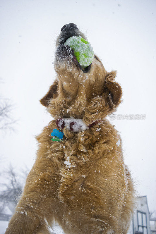 金毛寻回享受雪花飘落