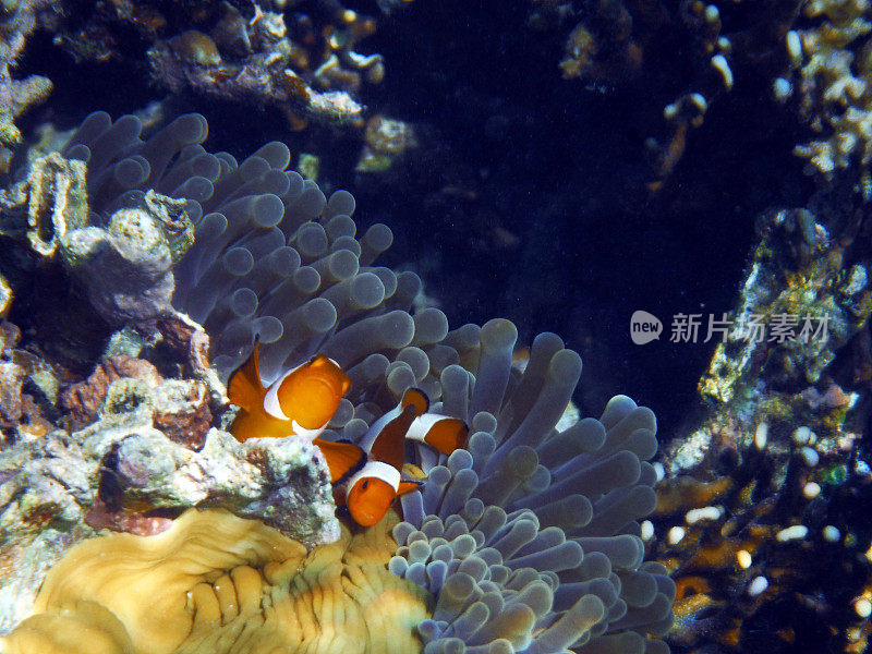 印度尼西亚:海葵中的小丑鱼(科莫多)