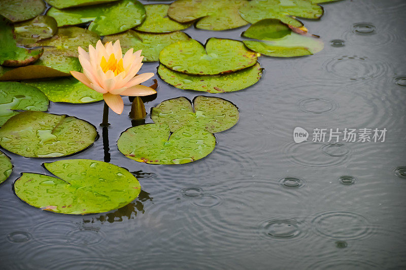 池塘里的花