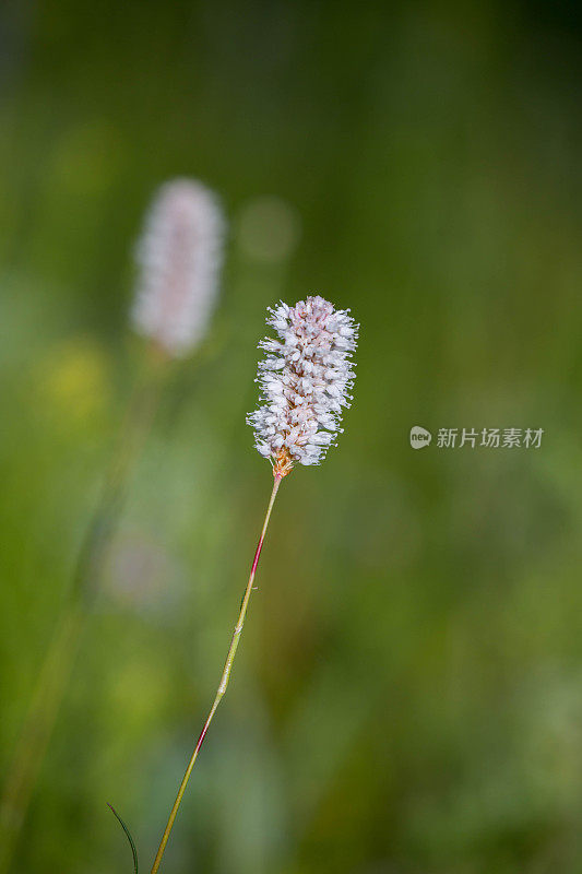 蒙古:野花