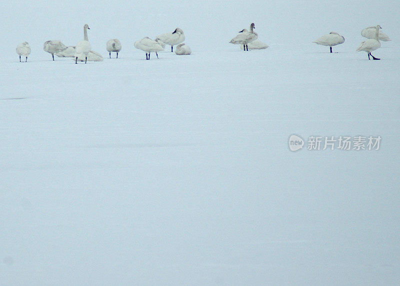 苔原迁移