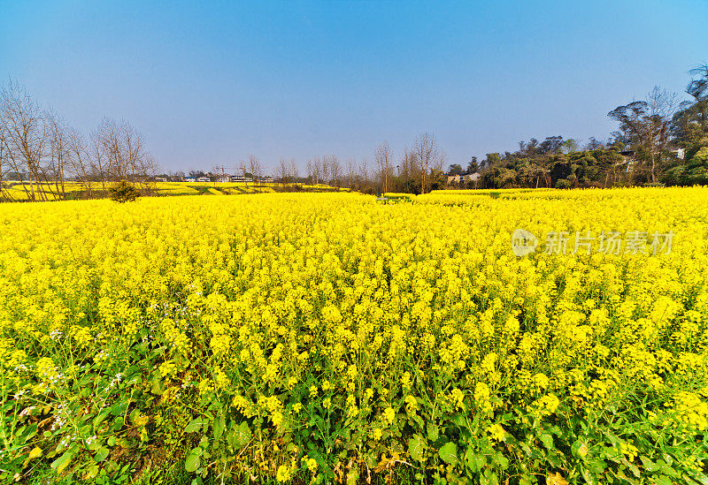 油菜花花朵领域