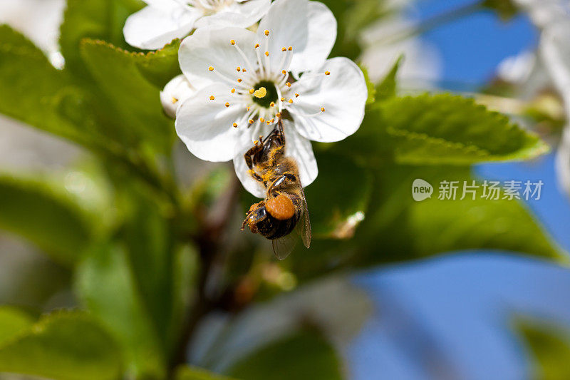 樱花上忙碌的蜜蜂